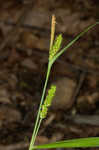 Limestone meadow sedge